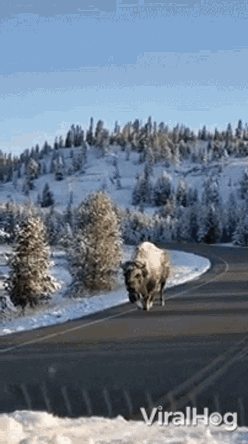 Bison Viralhog GIF - Bison Viralhog Buffalo GIFs