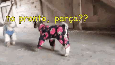 a dog wearing a floral outfit is standing in front of a sign that says ta pronto parça ?