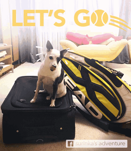 a dog is sitting on top of a suitcase next to a yellow head golf bag