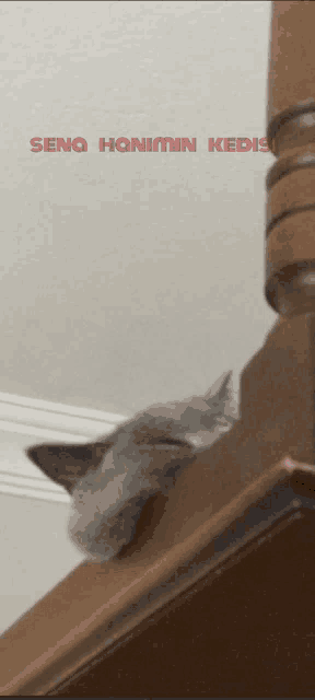 a picture of a cat on a staircase with the words seno honimin kedisi below it