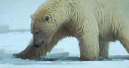 Polar Bear Arctic GIF - Polar Bear Arctic Bear GIFs