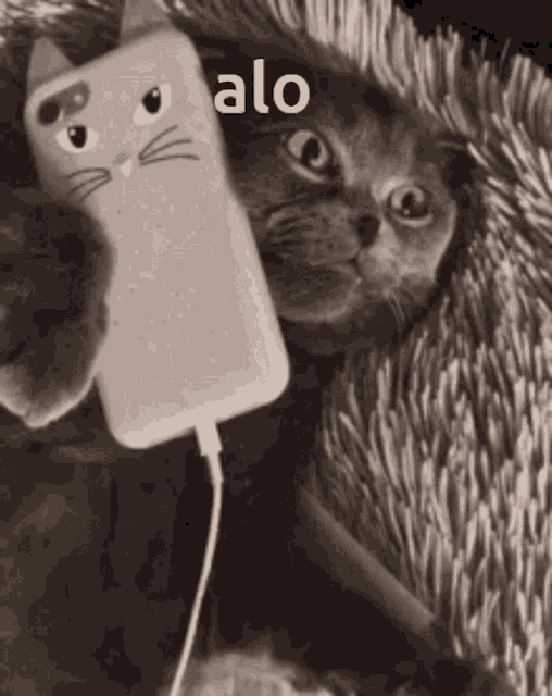Cat Alo GIF - Cat Alo GIFs