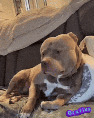 a dog is laying on a couch with the word grafixs on the bottom