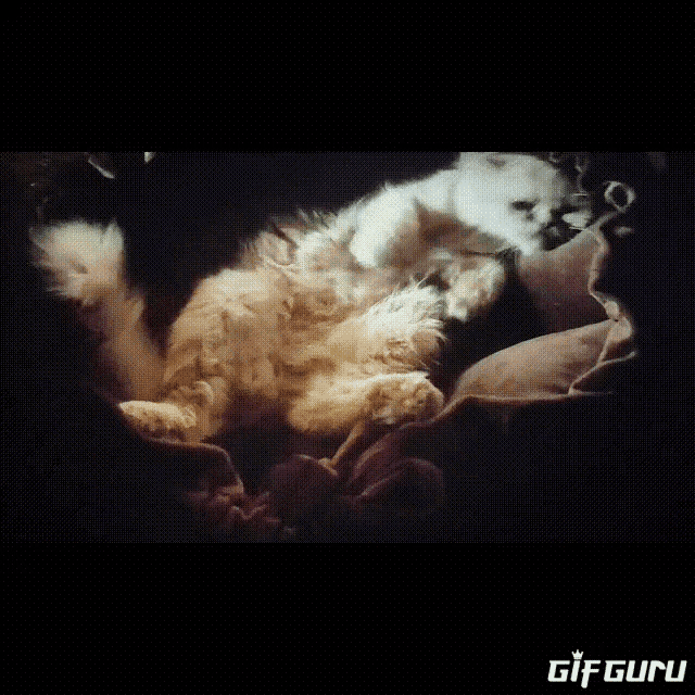 a white cat is laying on its back on a couch with a gif guru watermark