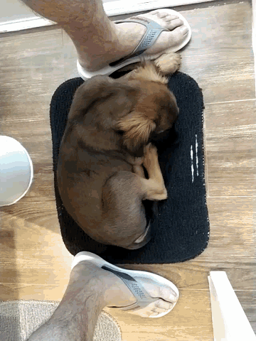 Tired Sleep GIF - Tired Sleep Dog GIFs