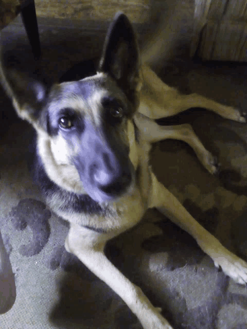 a german shepherd dog laying down on a rug looking at the camera