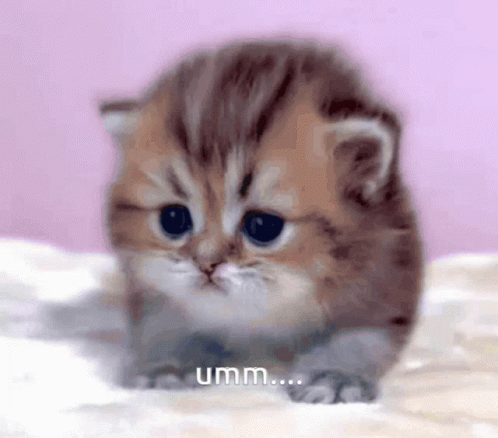 Umm Kitten GIF - Umm Kitten Confused GIFs