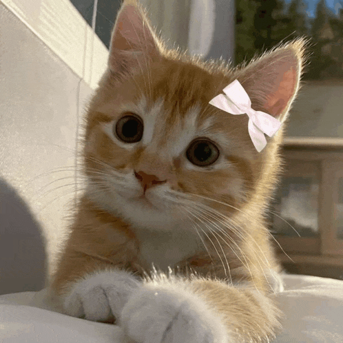 a kitten with a pink bow on its head looks at the camera