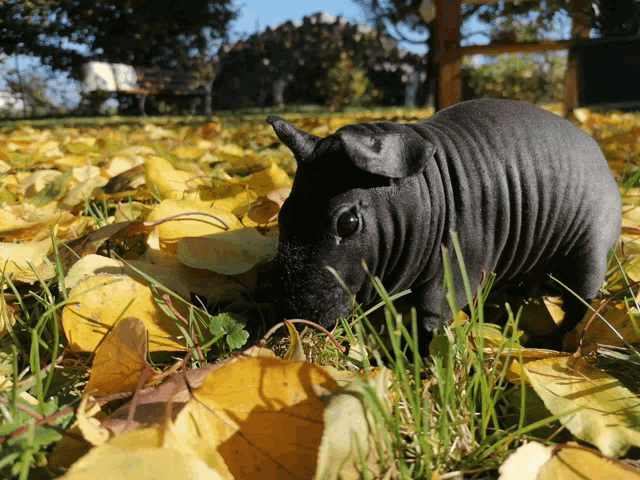 a hairless pig standing in a field of leaves