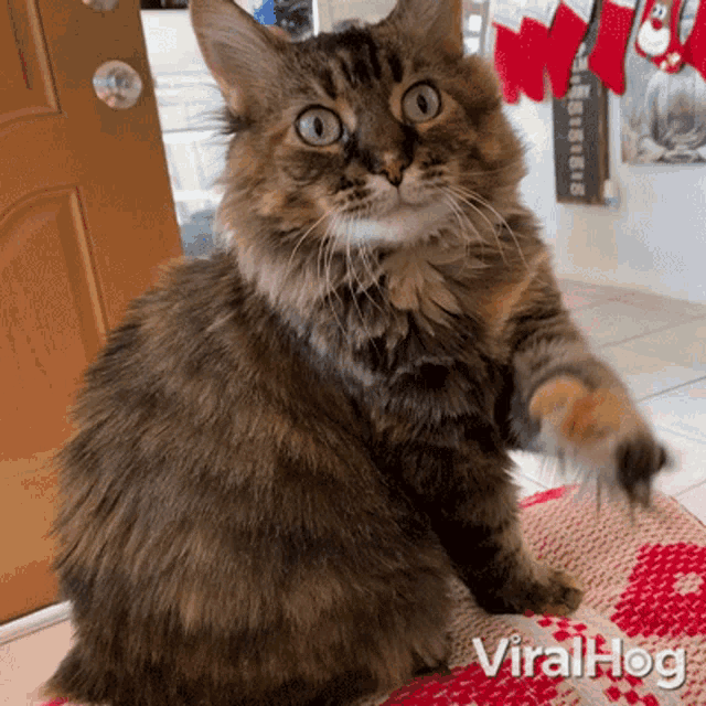 a cat sitting on a rug that says viralhog on the bottom