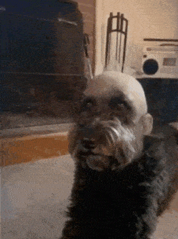 a small dog with a bald head looks at the camera in front of a fireplace