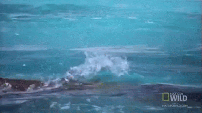 Wave Whale GIF - Wave Whale GIFs