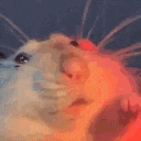 a close up of a hamster looking at the camera with its mouth open .