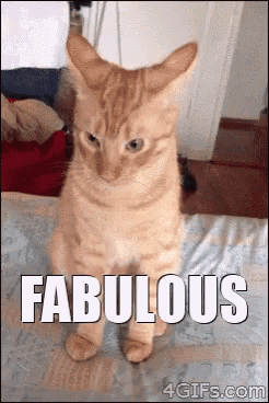 a cat is standing on its hind legs with the word fabulous behind it