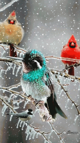 three birds are perched on a tree branch in the snow including a cardinal