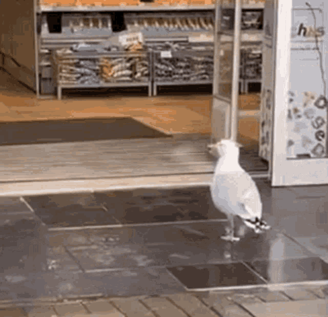 Heiiomotto Bird Walking In Store GIF - Heiiomotto Bird Walking In Store Bird GIFs