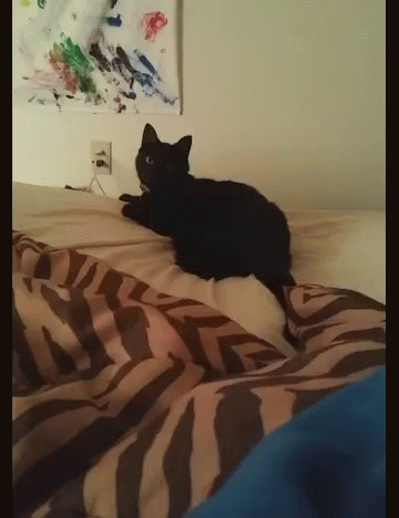 Cats Wtf GIF - Cats Wtf Stop GIFs