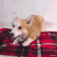 a dog is laying on a red plaid blanket .