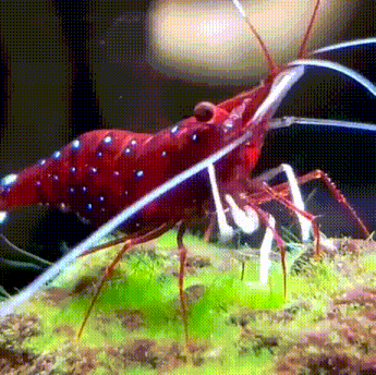 a close up of a red shrimp with white spots