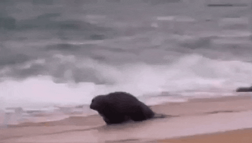 a bear is crawling on the beach in the ocean .