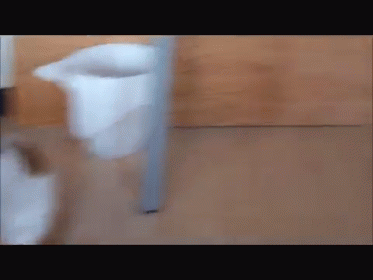 Just The Right Size GIF - Dogs Boxes Fail GIFs