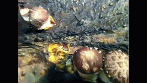 How To Grow Shiitake Mushrooms GIF - Garden Diy GIFs