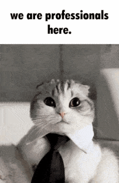 a cat wearing a tie with the words we are professionals here underneath it