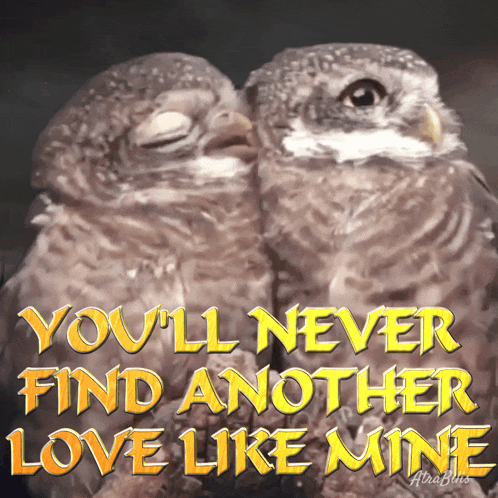 two owls are kissing with the words " you 'll never find another love like mine "