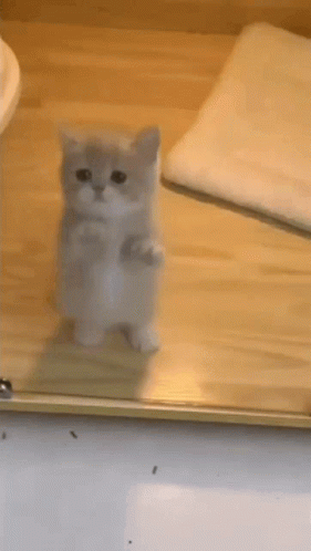 Cat Jumping Cat GIF - Cat Jumping Cat Gato GIFs