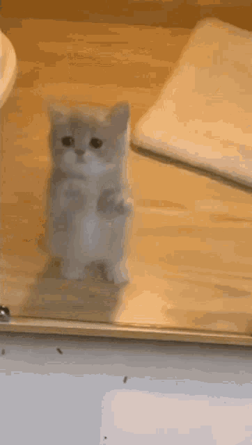 a kitten is standing on its hind legs in a clear cage