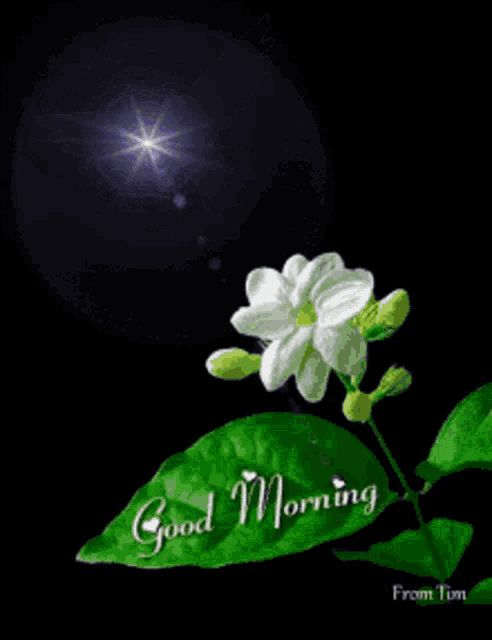 a white flower with a green leaf and the words good morning