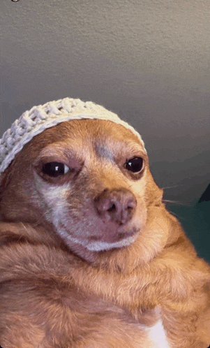 a brown dog wearing a white knitted hat