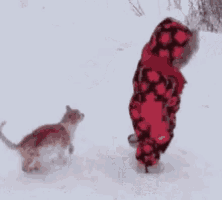 a child in a red plaid outfit is playing with a cat in the snow .
