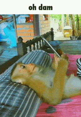 a picture of a monkey laying on a bed with the words oh dam above it