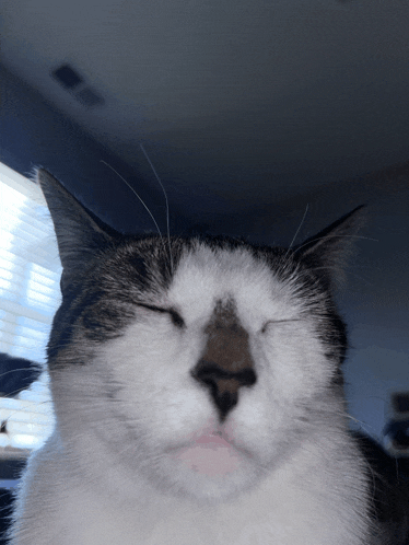 a cat with its eyes closed looks like it is smiling