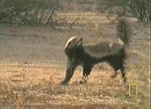 Honey Badger Dont Care GIF - Honey Badger Dont Care Give A Shit GIFs