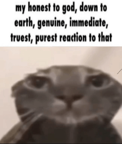 My Honest Reaction Cat GIF - My Honest Reaction Cat Cat Meme GIFs
