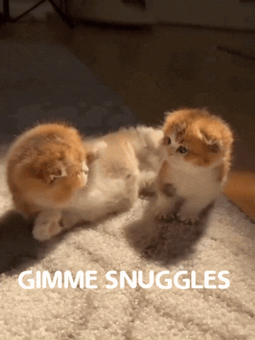 Gimme Snuggles Snuggle Cute GIF - Gimme Snuggles Snuggle Cute Snuggle GIFs
