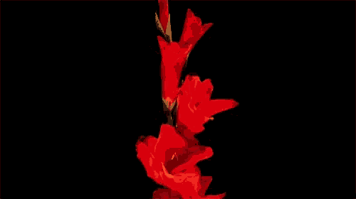 a close up of a red flower with a green stem on a black background .