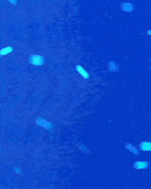 a sign that says paizao on it with a blue background