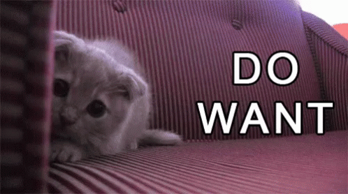 Want GIF - Want Cat GIFs