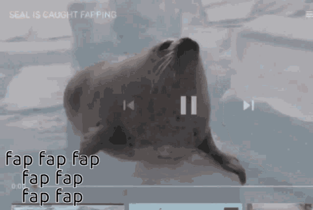 Seal Seal Fap GIF - Seal Seal Fap Fap Fap GIFs