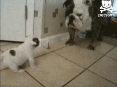 What Are You Looking At? GIF - Big Dog Intimidate GIFs