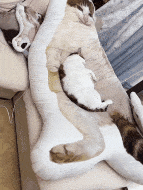 two cats are laying on a large white pillow