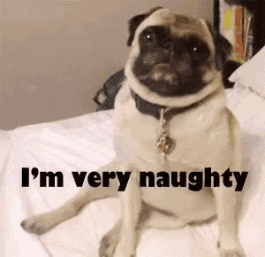 a pug dog is sitting on a bed and saying i 'm very naughty .