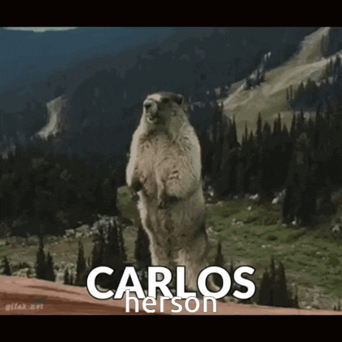 a groundhog standing on its hind legs with the name carlos nelson on the bottom