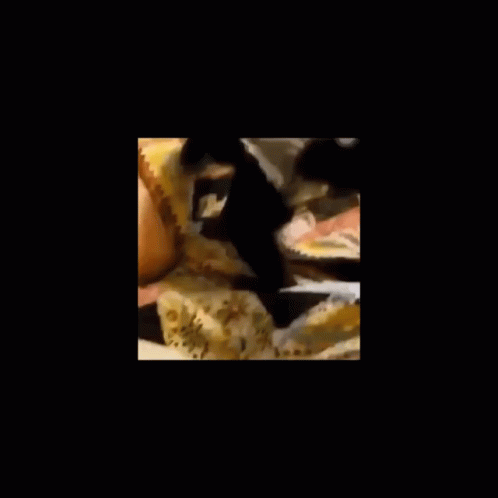 Monkey Dog GIF - Monkey Dog Pug GIFs
