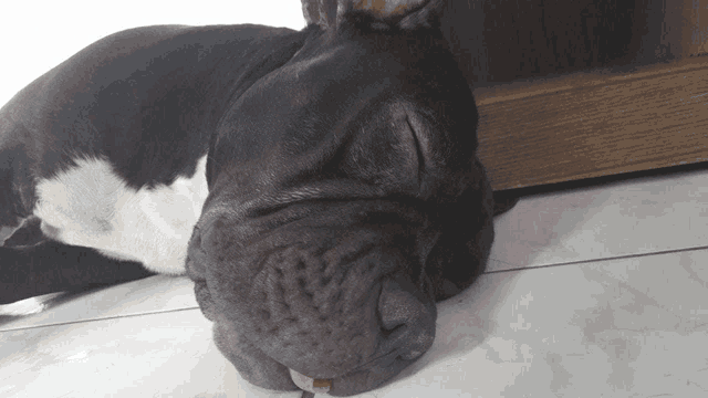 a black and white dog sleeping on the floor with its tongue out