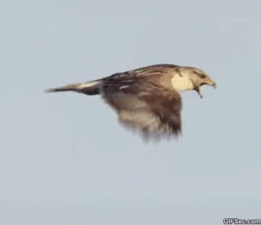 Eagle Animal GIF - Eagle Animal Fly GIFs