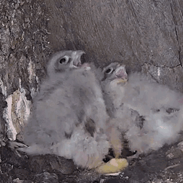 a group of baby birds are sitting in a nest with their mouths open